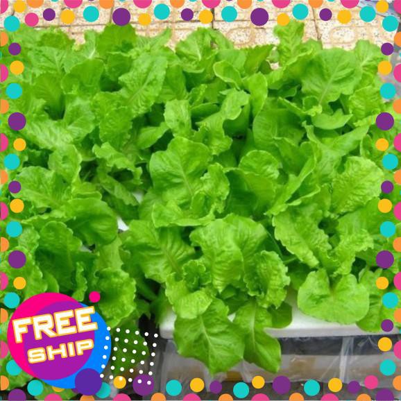 10g Hạt giống Xà lách Baby TRỢ GIÁ KHUẾN MẠI TẾT