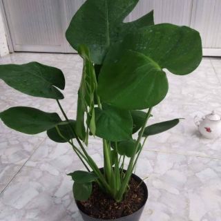 Trầu bà Lá Xẻ Nam Mỹ- Monstera deliciosa(tặng kèm phân bón)