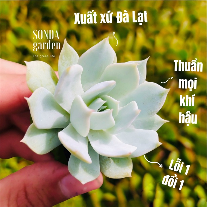 Sen đá ngọc trinh SONDA GARDEN size mini 2.5-4cm, xuất xứ Đà Lạt, khoẻ đẹp, lỗi 1 đổi 1