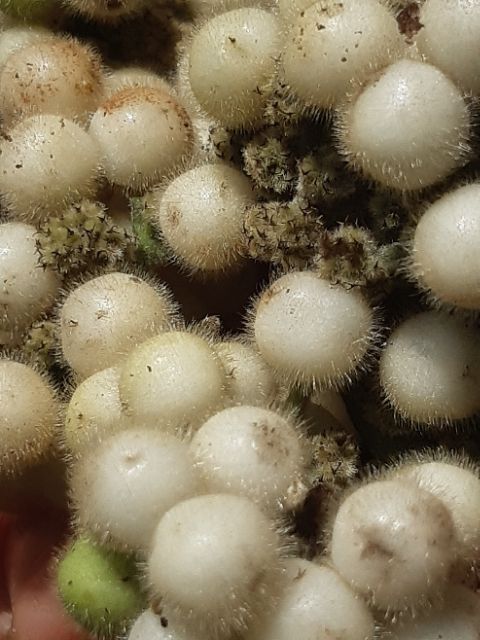 GÓI 50 HẠT GIỐNG SƯƠNG SÂM LÔNG