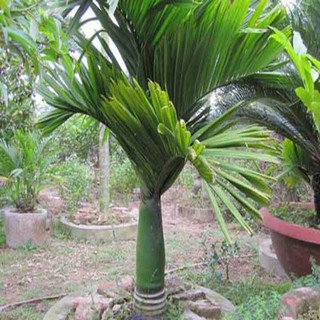 Cau lùn cảnh F1 - cây cảnh sân vườn