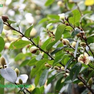 Cây hoa lan tiêu hương thơm