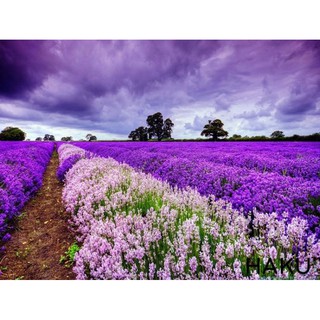 Muối biển Lavender