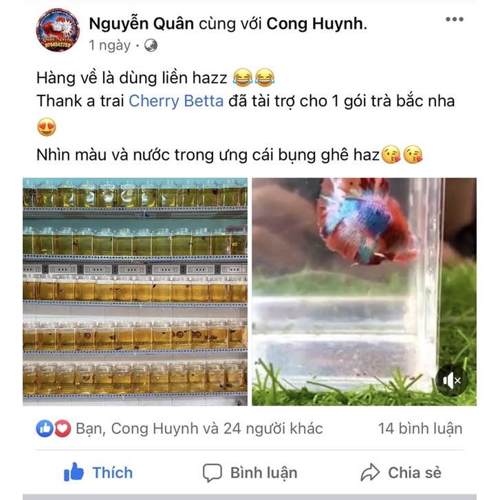 Bột lá bàng Colorful Powder For Betta