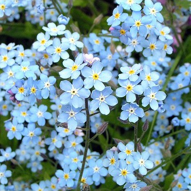 Hạt giống hoa lưu ly - Forgetmenot F1 Mix - 50H