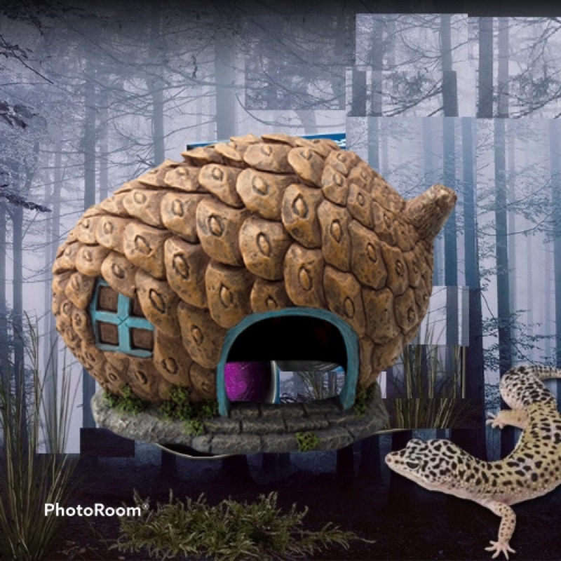 Trang Trí Hồ Cá , Thuỷ Sinh - Nhà Trái Thông