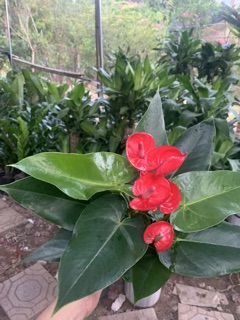 Hoa Hồng môn đỏ chậu nhựa