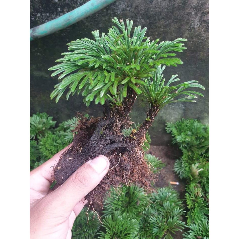 Cây Trường sinh thảo kiểng bonsai, công dụng diệu kỳ trong y học