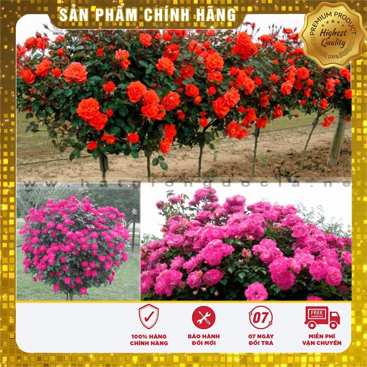 BỘ 02 gói Hạt giống hoa hồng thân gỗ Tree Rose nhiều màu 40Hạt