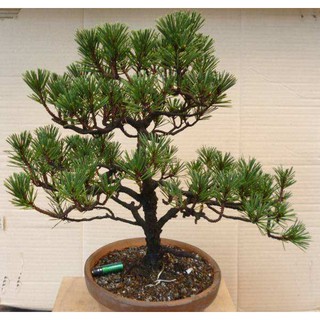 Hạt giống cây tùng la hán ( Gói 10 Hạt Tặng Gói Kích Thích Hạt Nảy Mầm ) - STHG2