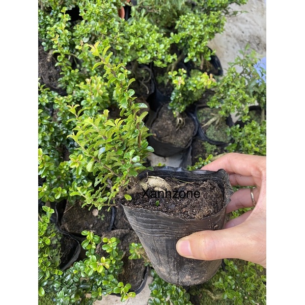 13 loại bon sai mini, bonsai mini, bon sai trồng chậu mini, bonsai ghép tiểu cảnh, sam hương, cây bonsai mini