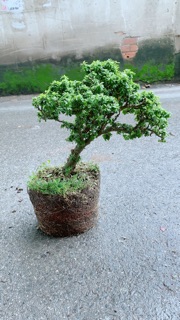 Linh Sam Hạt Gạo
