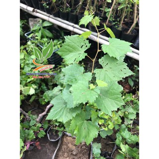 NHO MÓNG TAY - NGÓN TAY MỸ NỮ