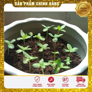 Dung dịch kích mầm ATONIK gói (10ml)