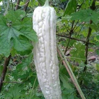 Hạt giống mướp đắng trắng
