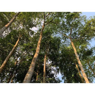 HẠT DỖI RỪNG TÂY BẮC ( TÚI 25G)