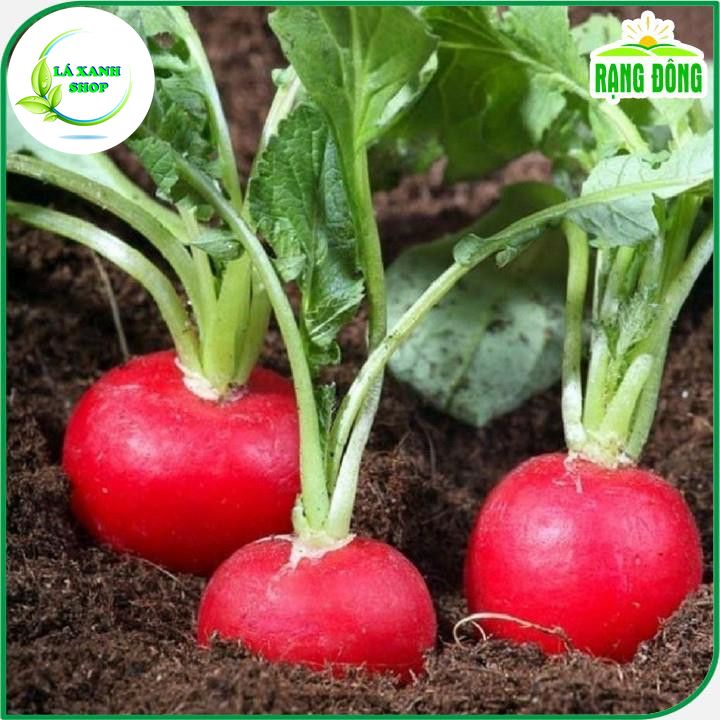 Hạt giống Củ Cải Đỏ Baby Dễ Trồng, Sinh Trưởng Khỏe (gói 2 gram) - Hạt Giống Rạng Đông