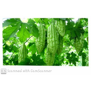 Khổ Qua Hạt Giống ( Sao Phương Nam)