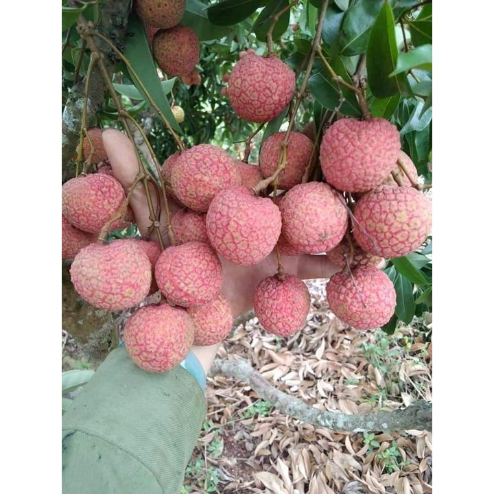 cây giống vải thiều (cho thu hoạch siêu sớm)