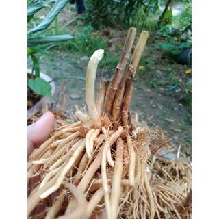 Gốc cây măng tây mua về trồng tưới nước là lên cây con - sl 1 gốc