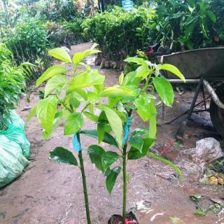 cây giống bơ 034