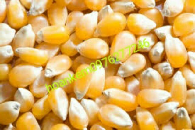 Bơ thơm 1kg cắt từ thùng 20kg