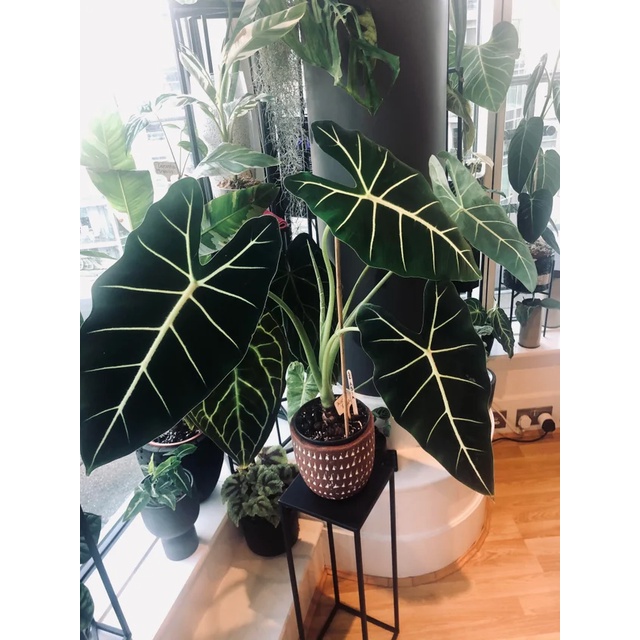 Cây Alocasia Frydek - Môn nhung - Cây khoẻ, nhiều lá