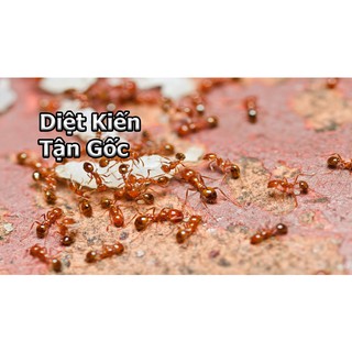 Vỉ diệt kiến của Nhật