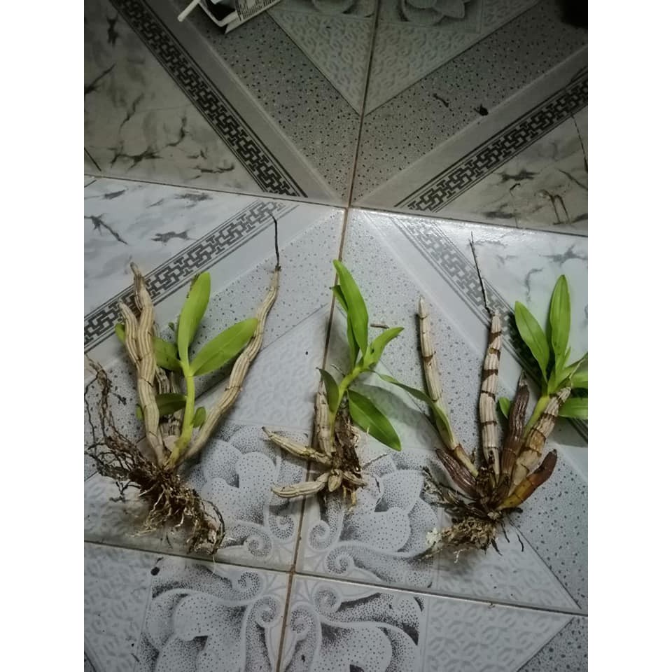 5 khóm hoa lan báo hỷ