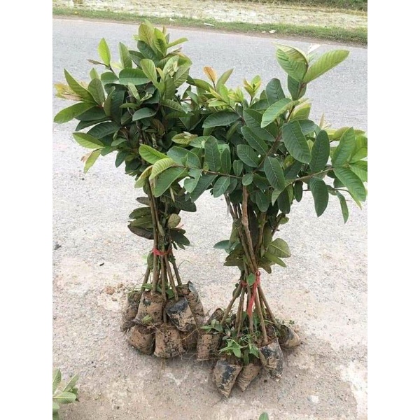 Giống ổi găng
