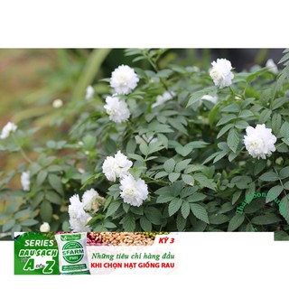 Gói 10 Hạt giống hoa hồng tầm xuân bắc siêu đẹp quyến rũ