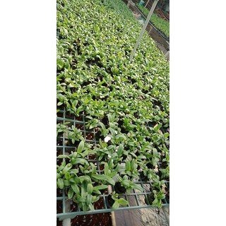 Cây giống dendro màu mix màu