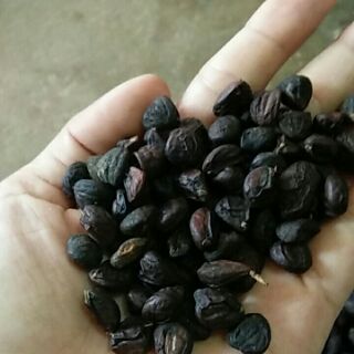 Hạt dổi rừng đặc biệt