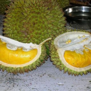 Sầu Riêng RI6
