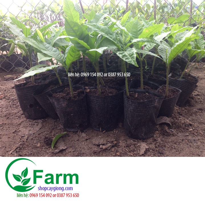 Vcây vú sữa hoàng kim