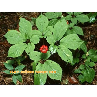 Hạt Giống Củ Sâm Hàn Quốc - 5 Hạt