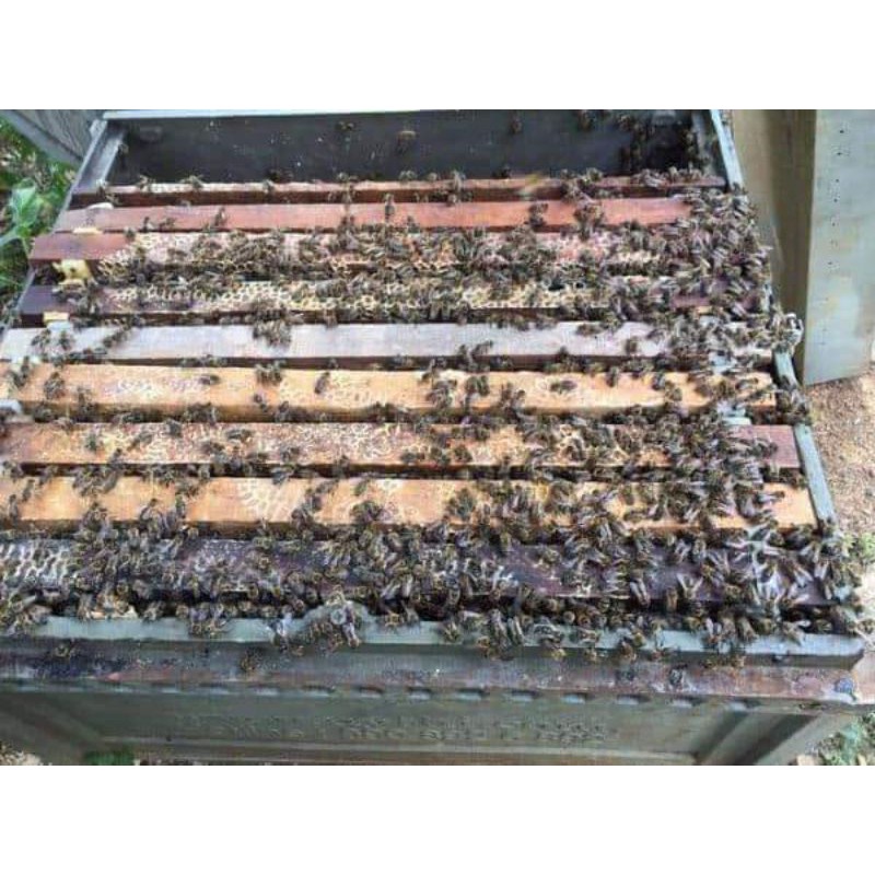 1 Lít Mật Ong Nguyên Chất Blao Fram - Hoàn Tiền 200% nếu phát hiện hàng giả kém chất lượng | BigBuy360 - bigbuy360.vn