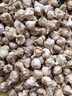 TỎI TA (HẢI DƯƠNG)