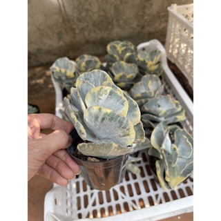 Sen đá bướm vảr 9-10cm chỉ 50k