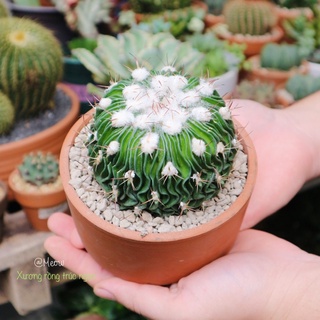 Cây xương rồng trúc ngọc - Stenocactus Multicostatus