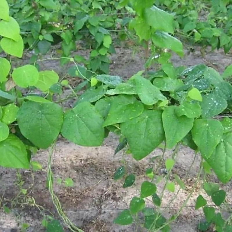 Hạt giống sương sâm lông rado 406