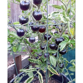 30 Hạt Giống Cà chua Cherry đen F1 Sáng Bóng Sai Quả (1087)