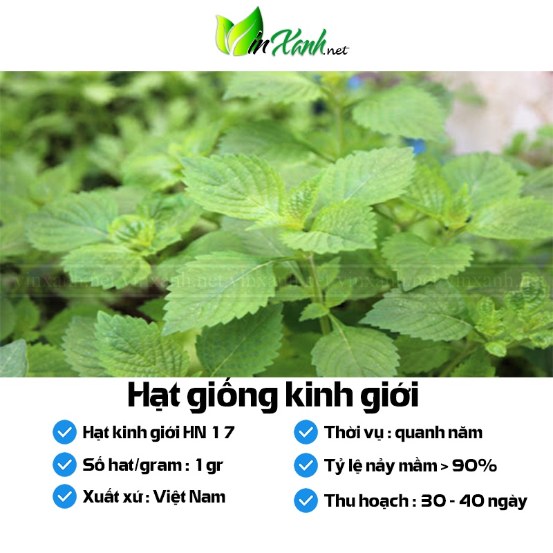 Hạt giống rau kinh giới - NGUYÊN GÓI hàng Công ty tuyển chọn tỷ lệ nảy mầm cao