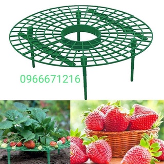 Khay đỡ dâu tây, rau diếp