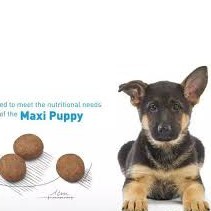 10kg,ROYAL CANIN MAXI PUPPY Dành cho chó có (cân nặng tối đa từ 26 - 44kg) và đang trong lứa tuổi Puppy từ 2 đến 15 thág