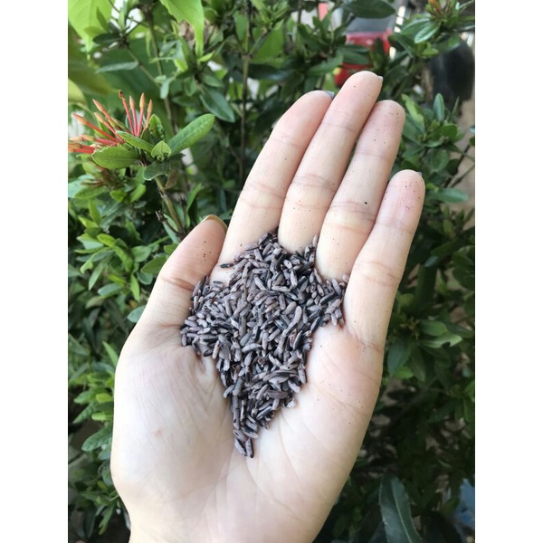 gao nương tím thảo dược