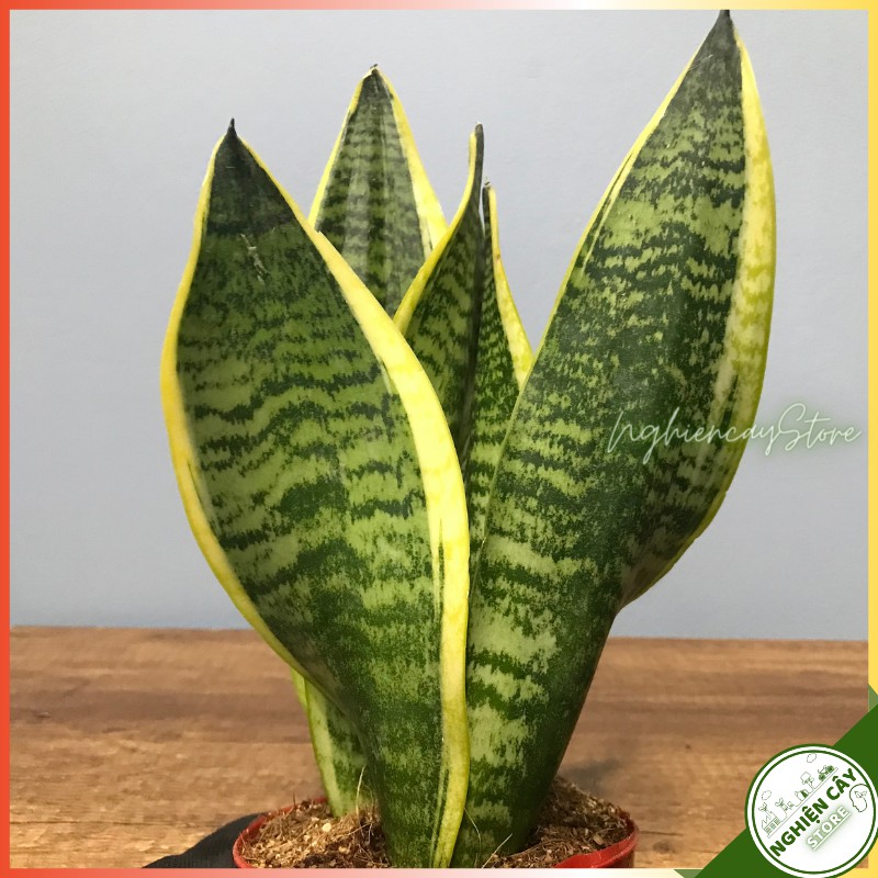 Cây lưỡi hổ xanh chậu nhựa trồng trong nhà, ban công, sân thượng tạo không gian xanh mát