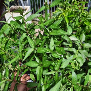 Cây gia vị rau răm cho món ăn ngon hơn