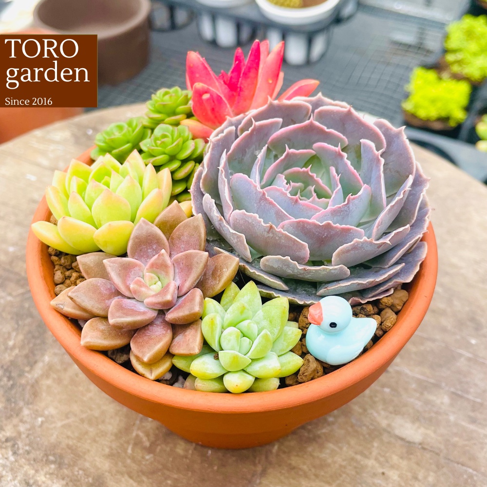 Sen đá Đà Lạt tiểu cảnh full set trang trí nhà cửa Toro garden