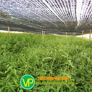 Cây bìm bịp - 1kg